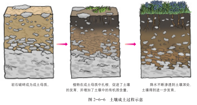 11土壤形成過程.png