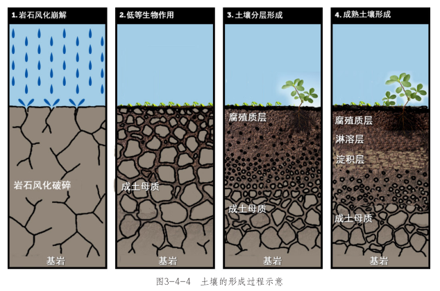12土壤形成過程.png