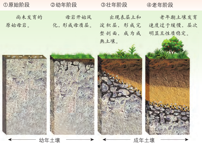 13土壤形成過程.png